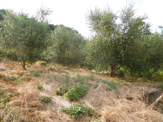 DSCN0086.JPG