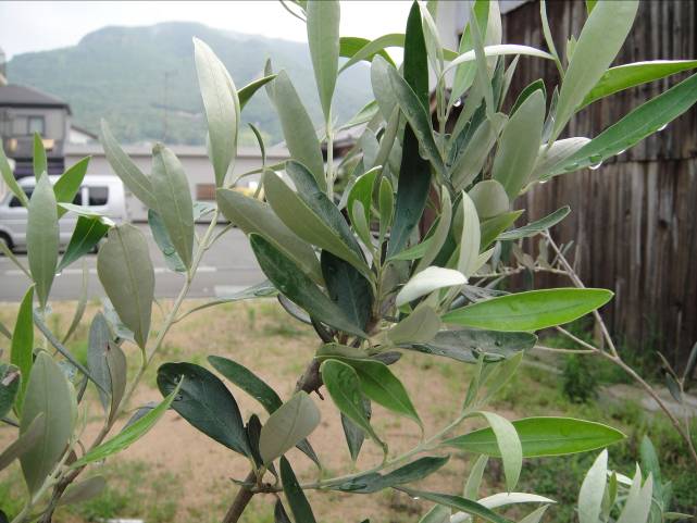 オリーブの木 カラマタ 常緑樹 オリーブの木 カラマタ 常緑樹 約59cm